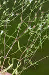 Dixie stitchwort